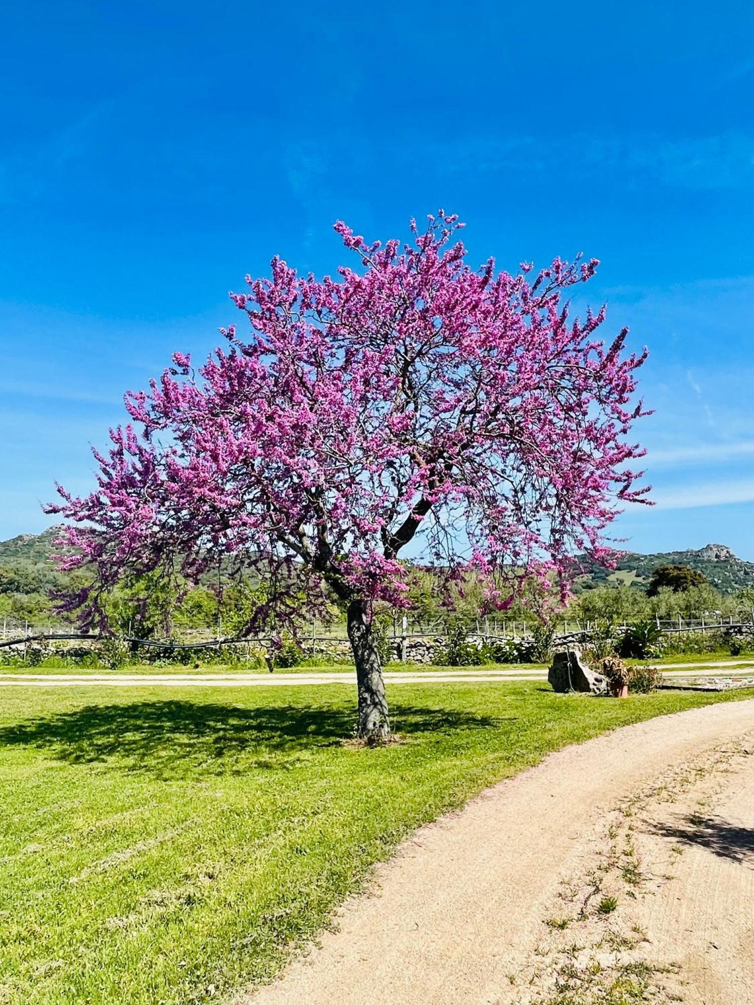 Agriturismo Bed And Breakfast Tanca Taroni Telti ภายนอก รูปภาพ