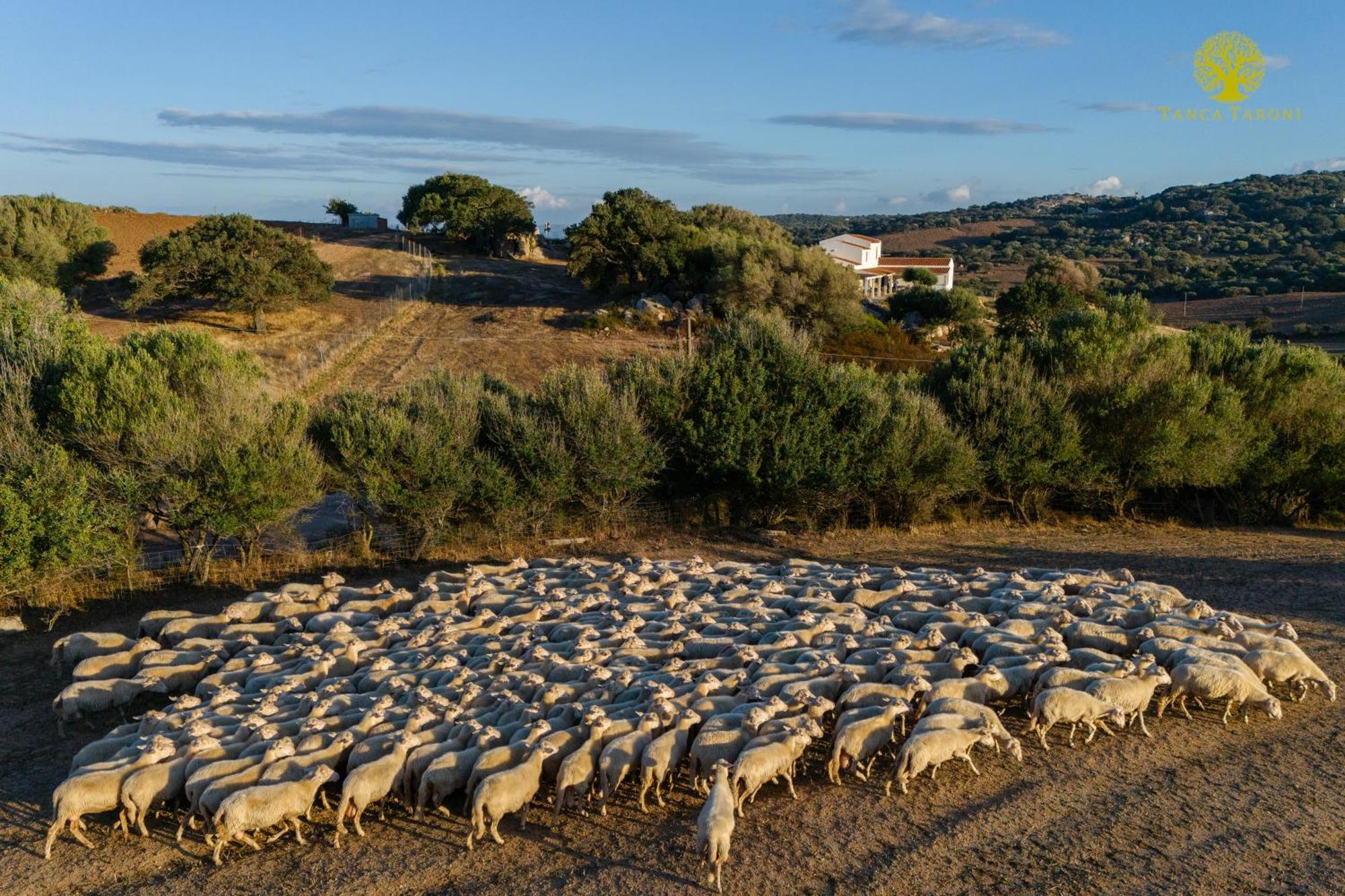 Agriturismo Bed And Breakfast Tanca Taroni Telti ภายนอก รูปภาพ